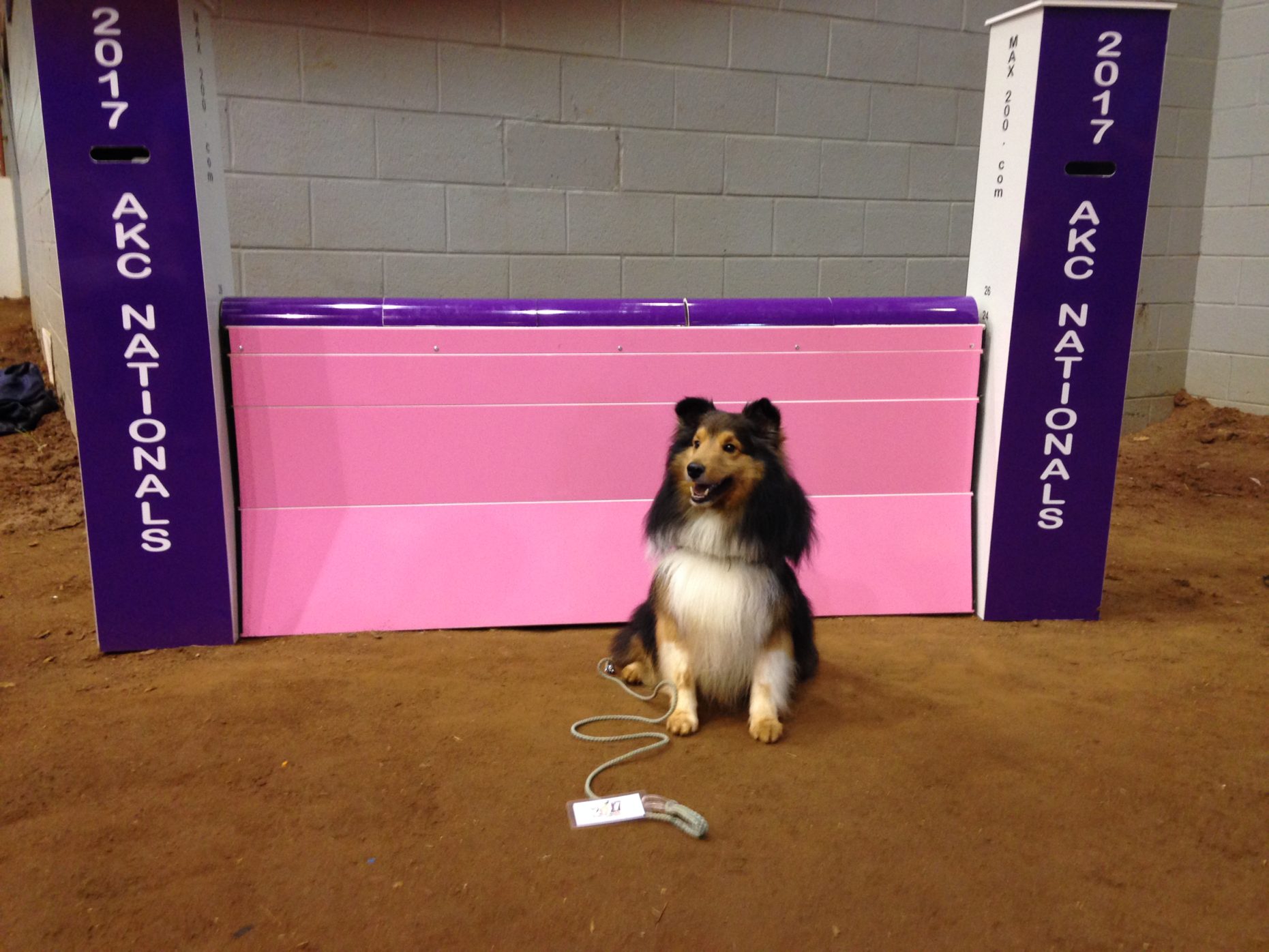 Gabe at the 2017 AKC Agility Nationals! GTOTC